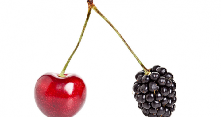 A cherry and a blackberry signifying two different types of careers