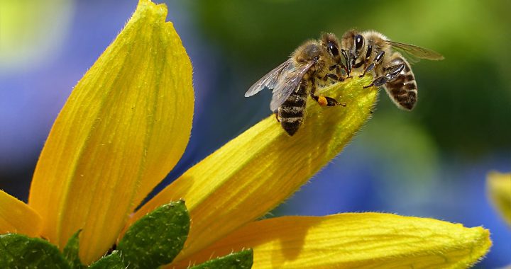 Bee representing workers
